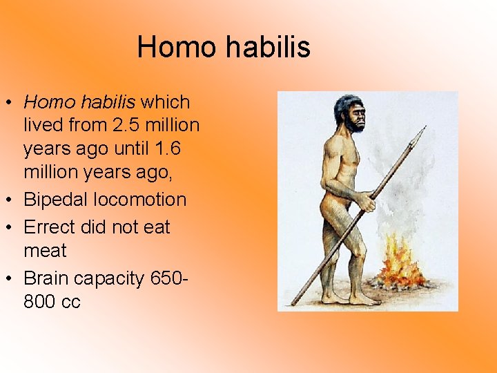 Homo habilis • Homo habilis which lived from 2. 5 million years ago until