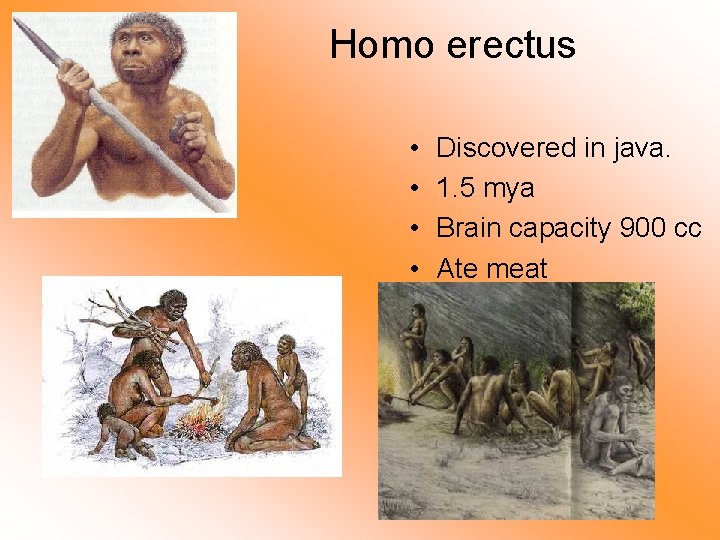 Homo erectus • • Discovered in java. 1. 5 mya Brain capacity 900 cc