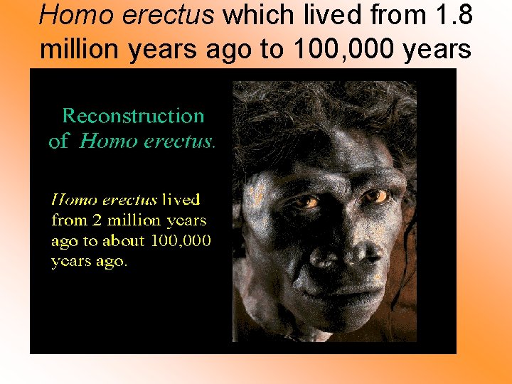 Homo erectus which lived from 1. 8 million years ago to 100, 000 years