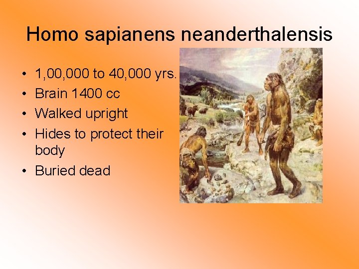 Homo sapianens neanderthalensis • • 1, 000 to 40, 000 yrs. Brain 1400 cc