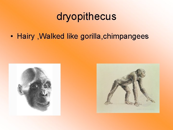 dryopithecus • Hairy , Walked like gorilla, chimpangees 