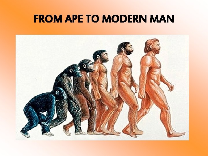 FROM APE TO MODERN MAN 