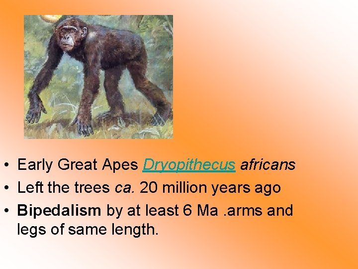  • Early Great Apes Dryopithecus africans • Left the trees ca. 20 million