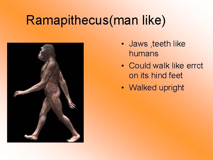 Ramapithecus(man like) • Jaws , teeth like humans • Could walk like errct on