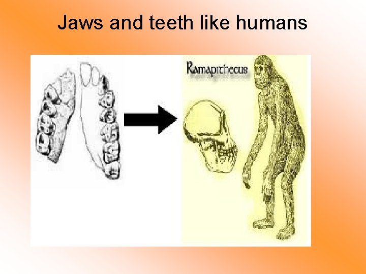 Jaws and teeth like humans 