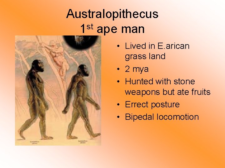 Australopithecus 1 st ape man • Lived in E. arican grass land • 2