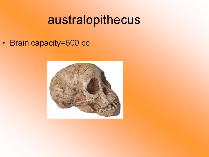 australopithecus • Brain capacity=600 cc 