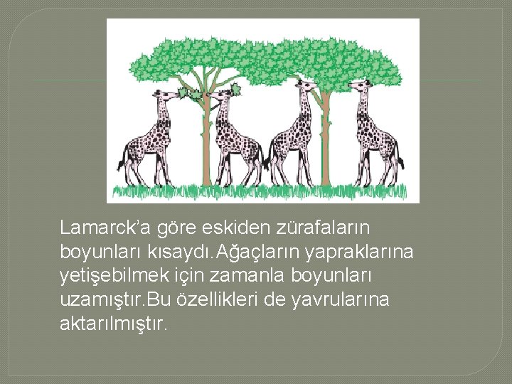 Lamarck’a göre eskiden zürafaların boyunları kısaydı. Ağaçların yapraklarına yetişebilmek için zamanla boyunları uzamıştır. Bu Lamarck’a göre eskiden zürafaların boyunları kısaydı. Ağaçların yapraklarına yetişebilmek için zamanla boyunları uzamıştır. Bu