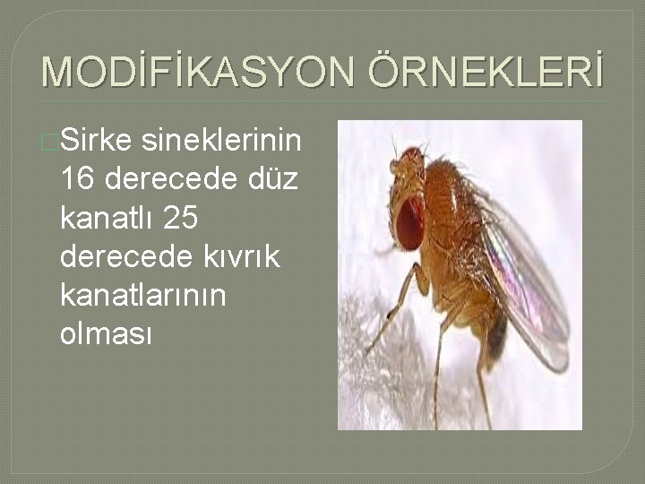 MODİFİKASYON ÖRNEKLERİ �Sirke sineklerinin 16 derecede düz kanatlı 25 derecede kıvrık kanatlarının olması MODİFİKASYON ÖRNEKLERİ �Sirke sineklerinin 16 derecede düz kanatlı 25 derecede kıvrık kanatlarının olması