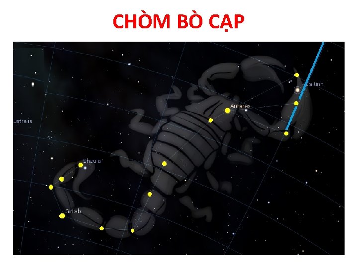 CHÒM BÒ CẠP 