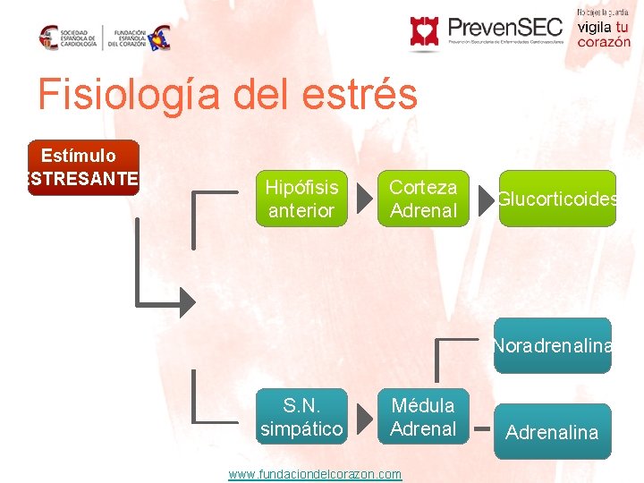 Fisiología del estrés Estímulo ESTRESANTE Hipófisis anterior Corteza Adrenal Glucorticoides Noradrenalina S. N. simpático