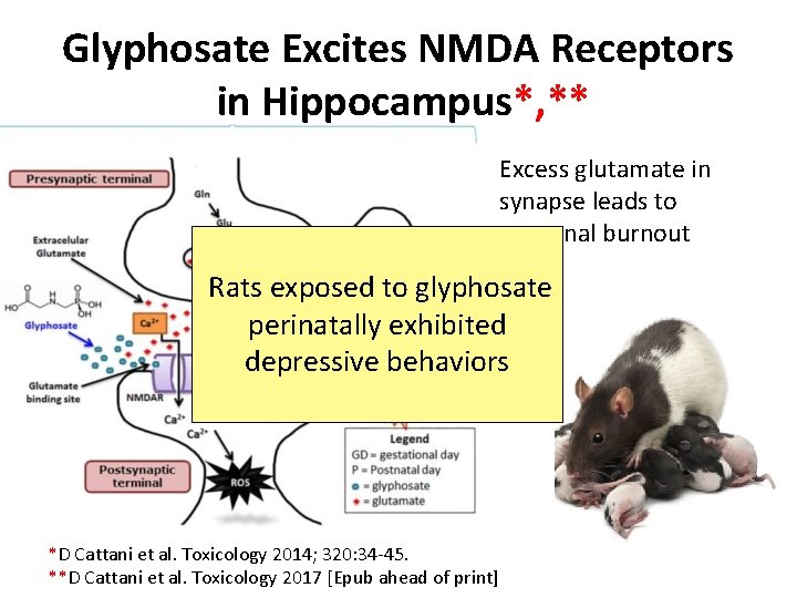 Glyphosate Excites NMDA Receptors in Hippocampus*, ** Excess glutamate in synapse leads to neuronal