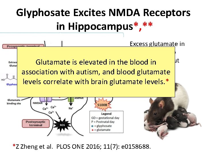 Glyphosate Excites NMDA Receptors in Hippocampus*, ** Excess glutamate in synapse leads to neuronal