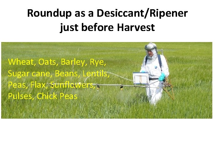 Roundup as a Desiccant/Ripener just before Harvest Wheat, Oats, Barley, Rye, Sugar cane, Beans,