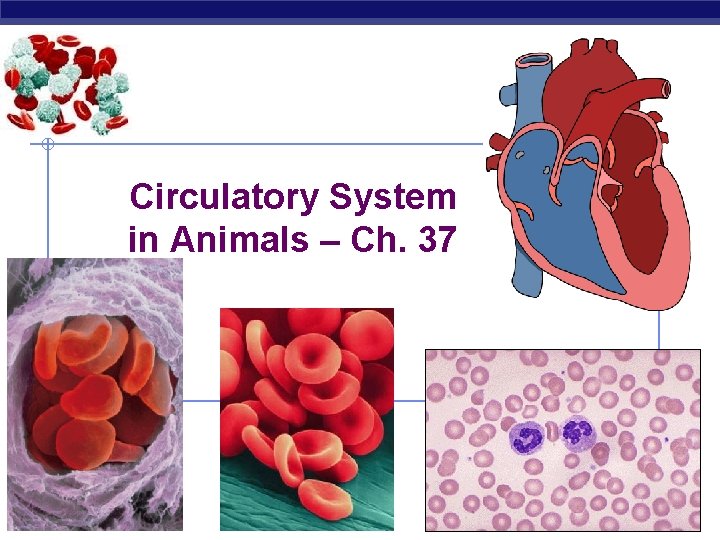 Circulatory System in Animals – Ch. 37 Regents Biology 2008 -2009 