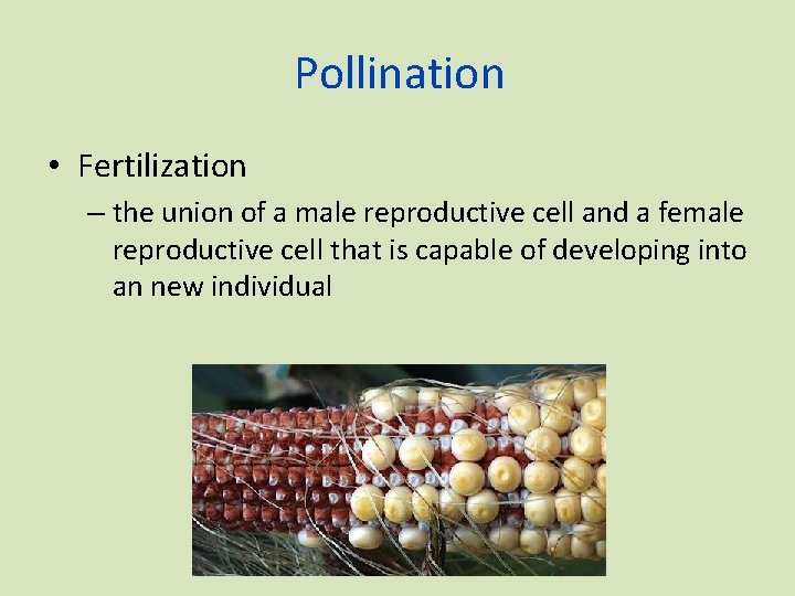 Pollination • Fertilization – the union of a male reproductive cell and a female