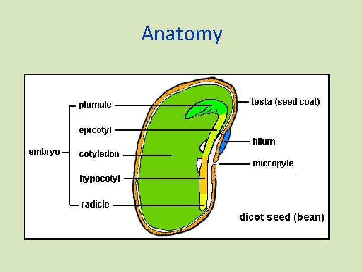 Anatomy 