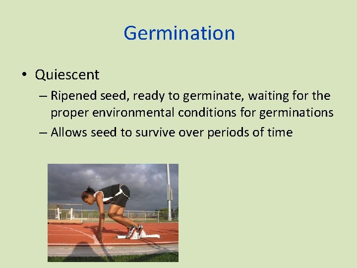 Germination • Quiescent – Ripened seed, ready to germinate, waiting for the proper environmental