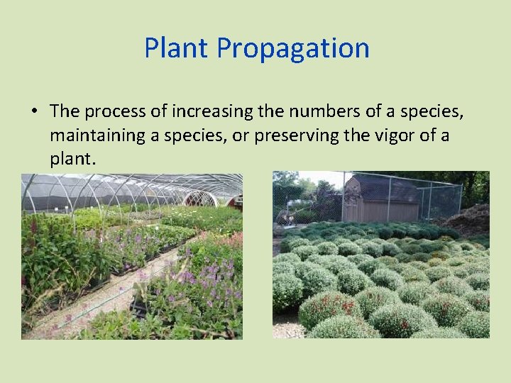 Plant Propagation • The process of increasing the numbers of a species, maintaining a