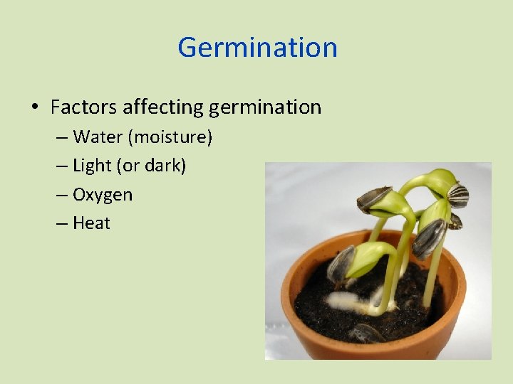 Germination • Factors affecting germination – Water (moisture) – Light (or dark) – Oxygen