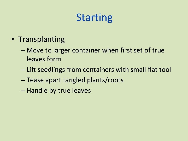 Starting • Transplanting – Move to larger container when first set of true leaves