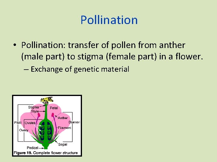 Pollination • Pollination: transfer of pollen from anther (male part) to stigma (female part)