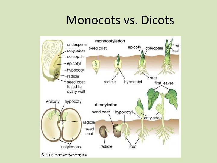 Monocots vs. Dicots 