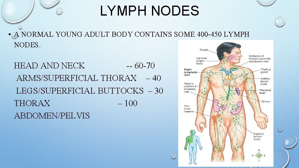LYMPH NODES • A NORMAL YOUNG ADULT BODY CONTAINS SOME 400 -450 LYMPH NODES.