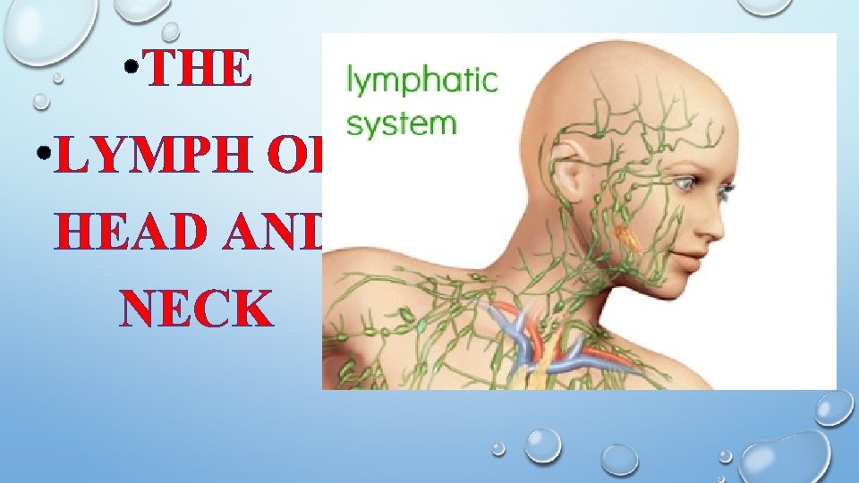  • THE • LYMPH OF HEAD AND NECK 