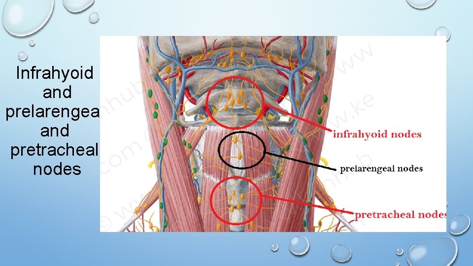 Infrahyoid and prelarengeal and pretracheal nodes 