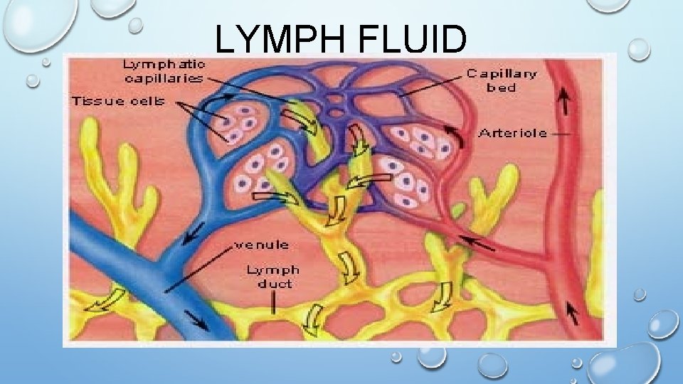 LYMPH FLUID 