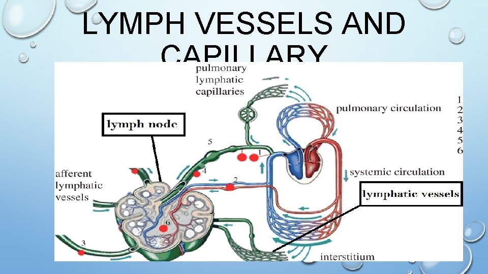 LYMPH VESSELS AND CAPILLARY 