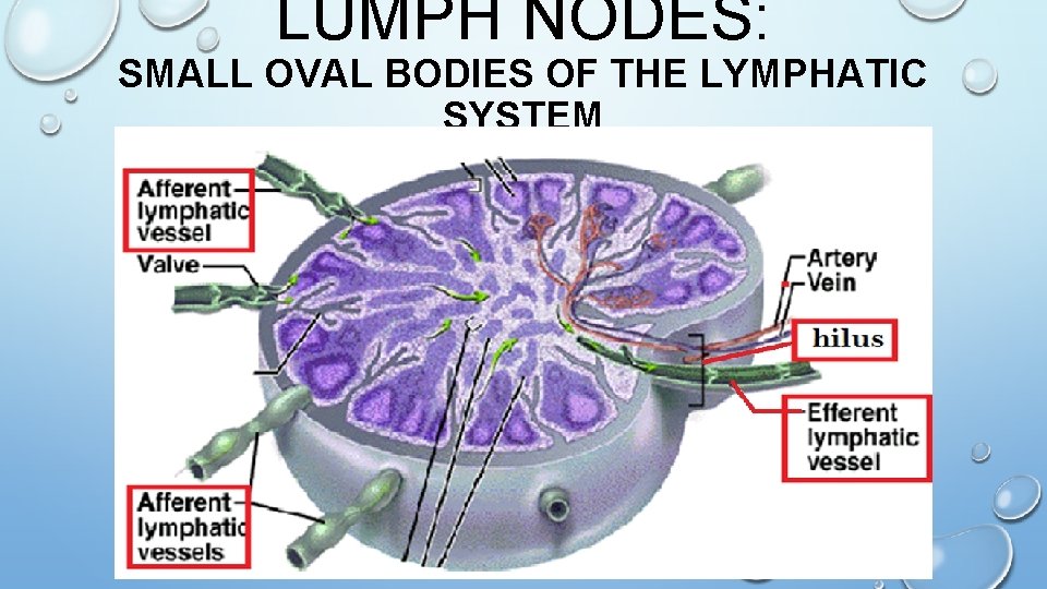 LUMPH NODES: SMALL OVAL BODIES OF THE LYMPHATIC SYSTEM 