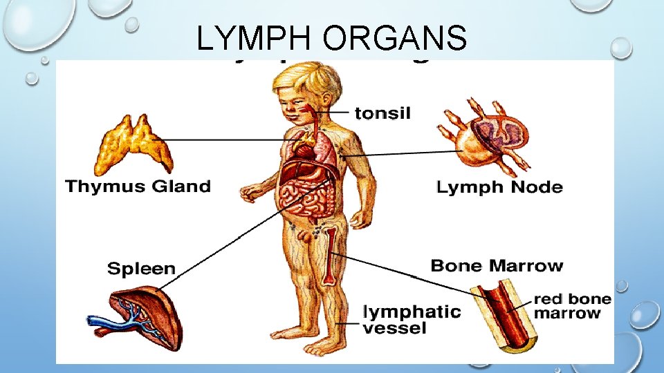 LYMPH ORGANS 