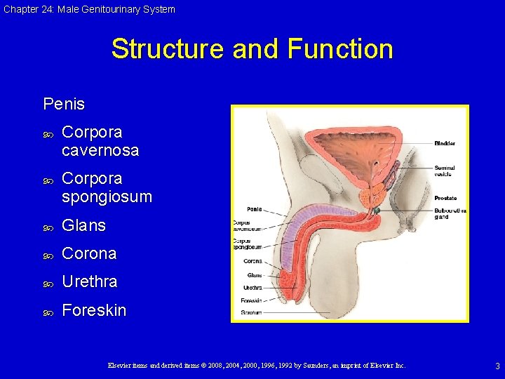 Chapter 24: Male Genitourinary System Structure and Function Penis Corpora cavernosa Corpora spongiosum Glans