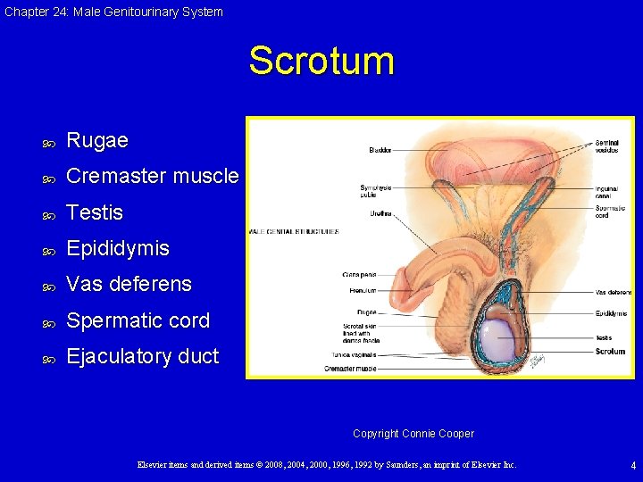 Chapter 24: Male Genitourinary System Scrotum Rugae Cremaster muscle Testis Epididymis Vas deferens Spermatic