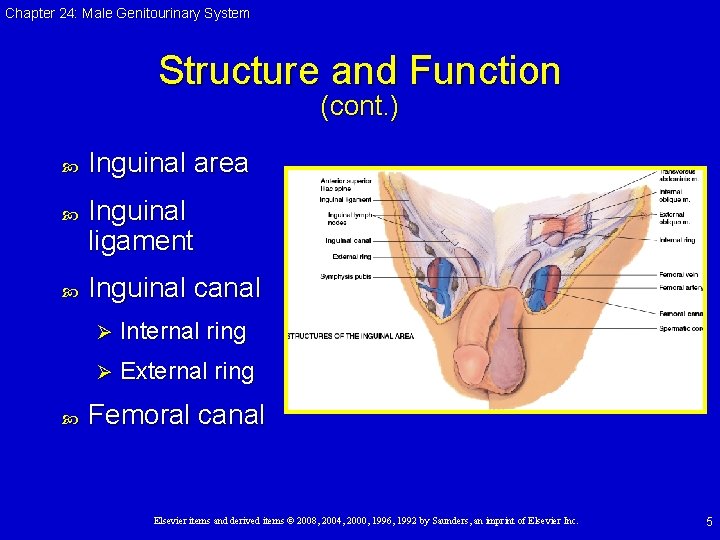 Chapter 24: Male Genitourinary System Structure and Function (cont. ) Inguinal area Inguinal ligament