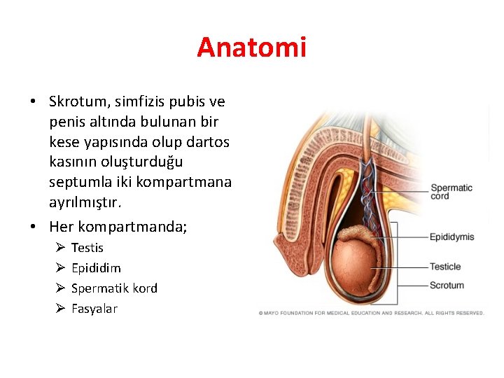 Anatomi • Skrotum, simfizis pubis ve penis altında bulunan bir kese yapısında olup dartos