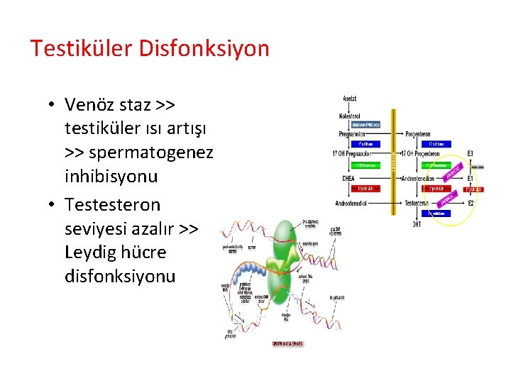 Testiküler Disfonksiyon • Venöz staz >> testiküler ısı artışı >> spermatogenez inhibisyonu • Testesteron