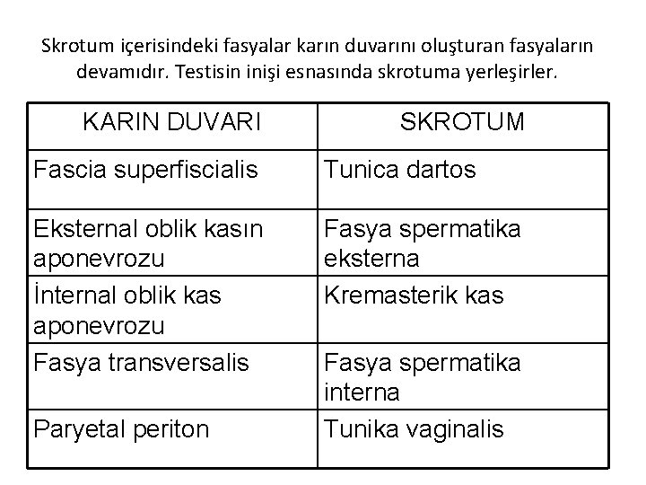 Skrotum içerisindeki fasyalar karın duvarını oluşturan fasyaların devamıdır. Testisin inişi esnasında skrotuma yerleşirler. KARIN