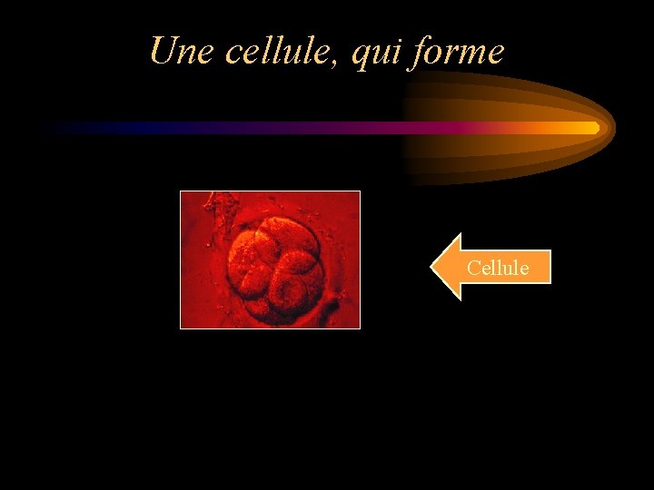 Une cellule, qui forme Cellule 