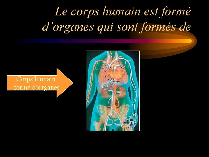 Le corps humain est formé d’organes qui sont formés de Corps humain formé d’organes