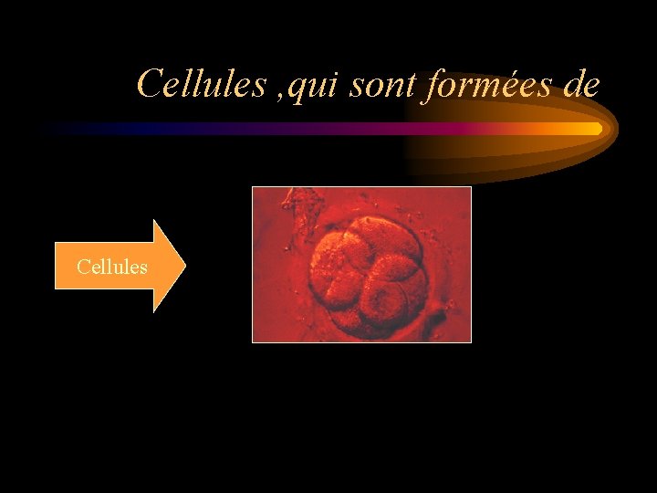Cellules , qui sont formées de Cellules 