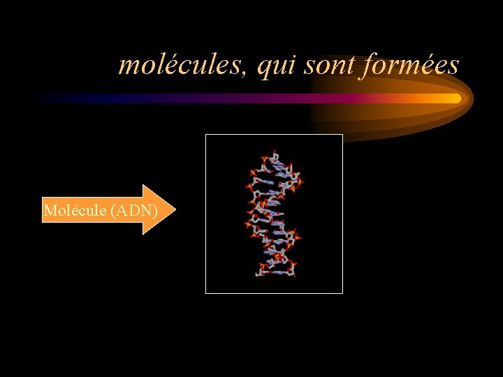 molécules, qui sont formées Molécule (ADN) 