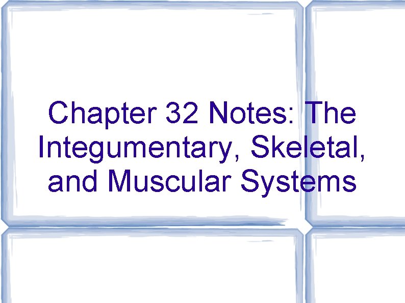 Chapter 32 Notes: The Integumentary, Skeletal, and Muscular Systems 