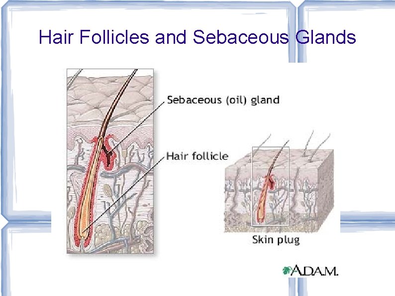 Hair Follicles and Sebaceous Glands 