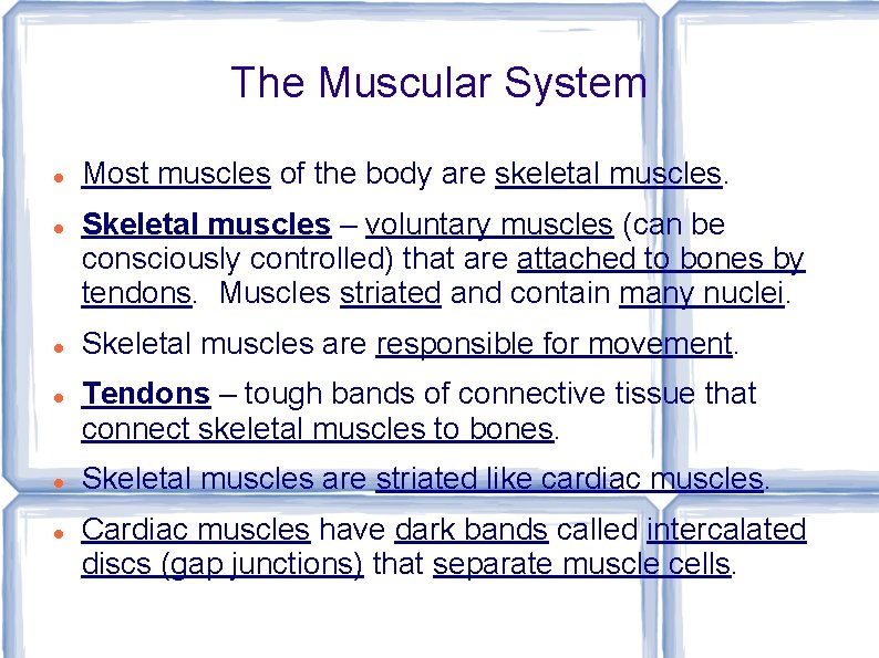 The Muscular System Most muscles of the body are skeletal muscles. Skeletal muscles –