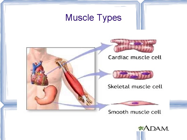 Muscle Types 