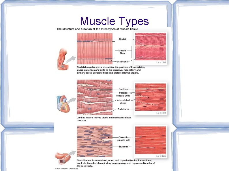Muscle Types 