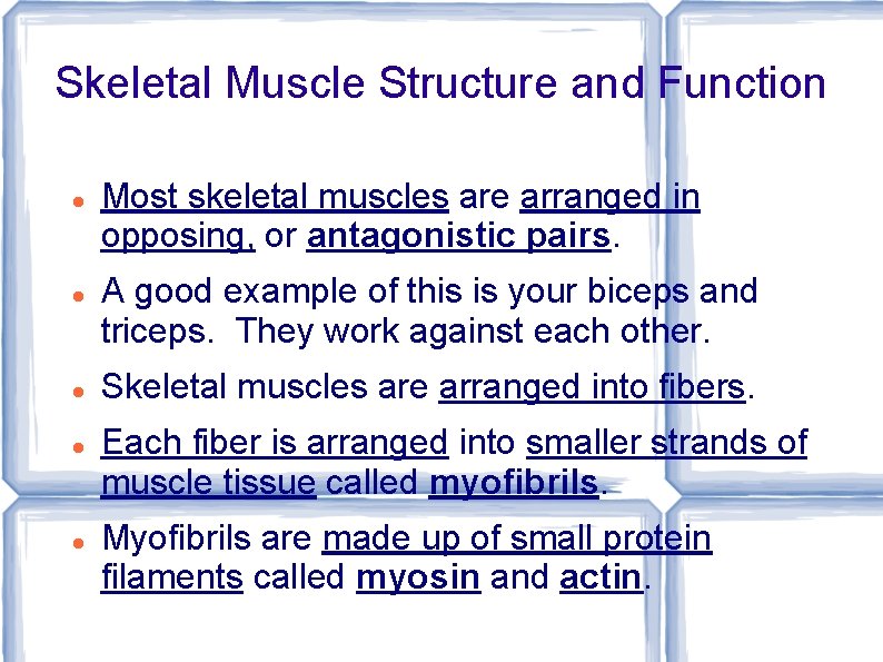 Skeletal Muscle Structure and Function Most skeletal muscles are arranged in opposing, or antagonistic